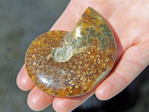 derek-yoost-2010-14-4-holds-a-fossilized-shell-of-a-heteromorph-ammonite-at-the-sea-glass-festival-sunday-seaglass1shell