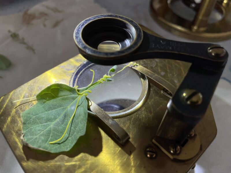 Dodder and black nightshade mounted on a Zentmayer dissection microscope