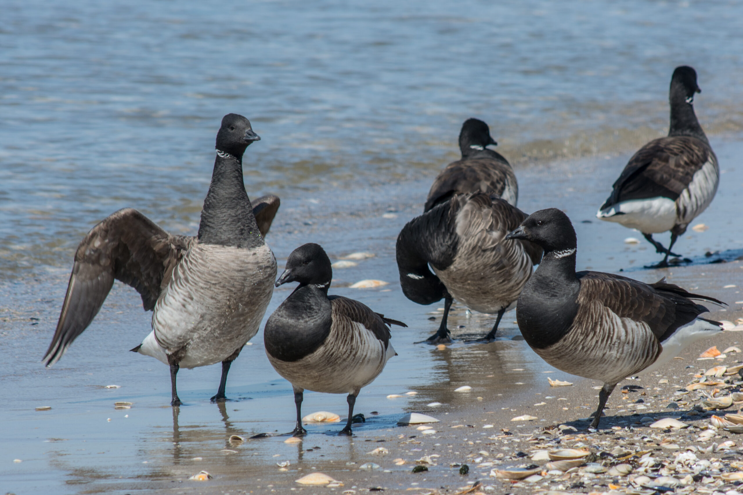 Shorebirds and what they eat